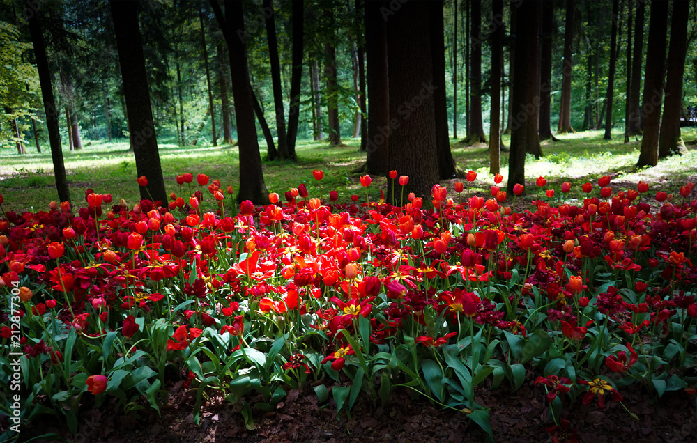 Red tulips planted in an old park on a background of forest