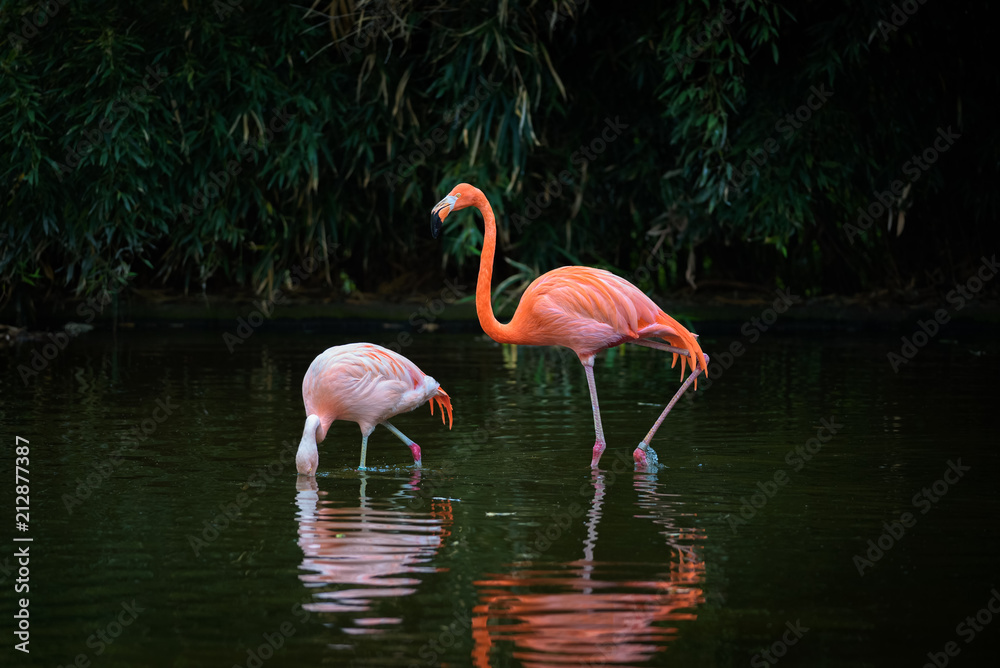 Two Caribbean Flamingos in a lake