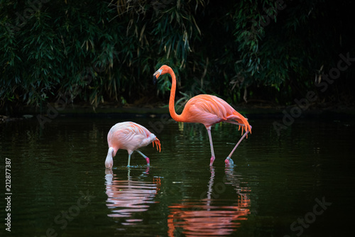 Two Caribbean Flamingos in a lake