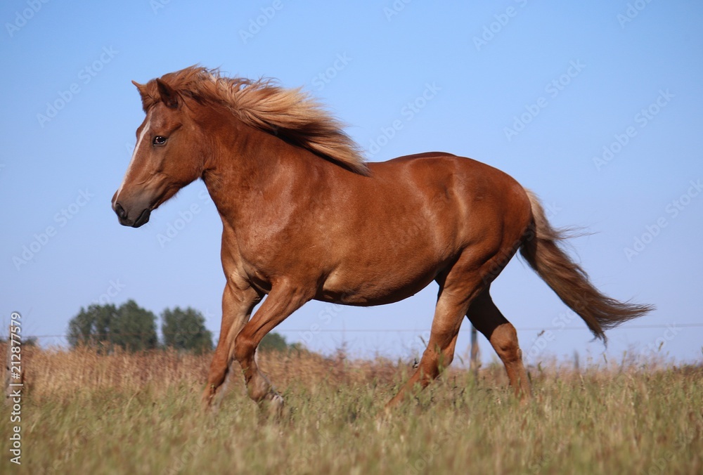 beautiful brown island horse is running on a paddock in the sunshine beautiful brown island horse is running on a paddock in the sunshine
