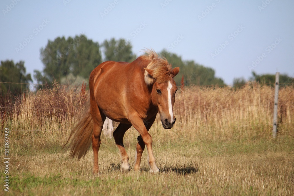 Obraz premium beautiful brown island horse is walking on the paddock