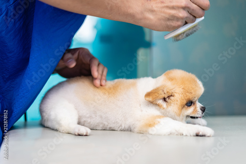 Groomer man haircut cute Pomeranian in hair service. Dog grooming, pet , beauty and business concepts.