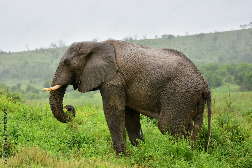 Elefant