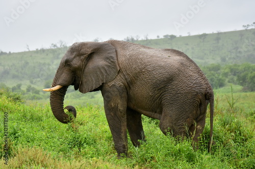 Elefant