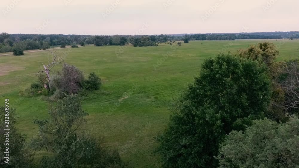 flight over the meadow and the raising of the drone over the trees of the deciduous forest. flight over the meadow and the raising of the drone over the trees of the deciduous forest.