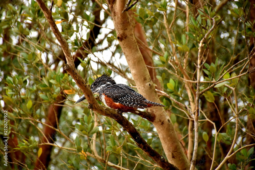 Eisvogel in Südafrika Eisvogel in Südafrika