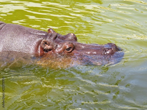 Detail Photograph of Big Huge Animal Hippo Head Swimming in Yellow Water