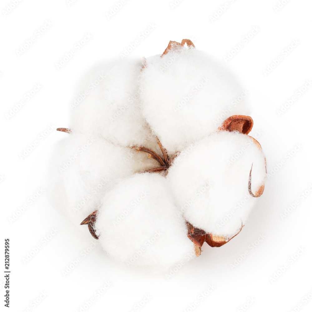 Cotton plant flowers isolated on white background Cotton plant flowers isolated on white background