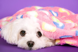Süßer Malteser Hund liegt unter Decke