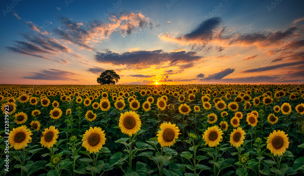 Field of blooming sunflowers and tree on a background sunset - obrazy, fototapety, plakaty 