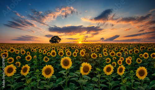Fotografia Field of blooming sunflowers and tree on a background sunset