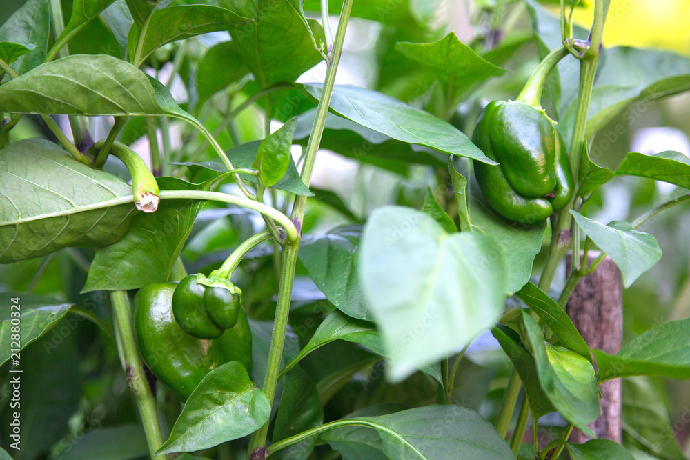 Obraz premium Poivrons