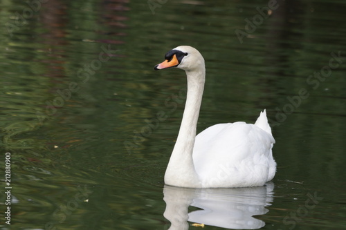 White Swan Sims in the Lake