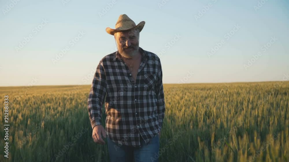 Successful farmer walks in the wheat's field in sunny day. 4K Successful farmer walks in the wheat's field in sunny day. 4K