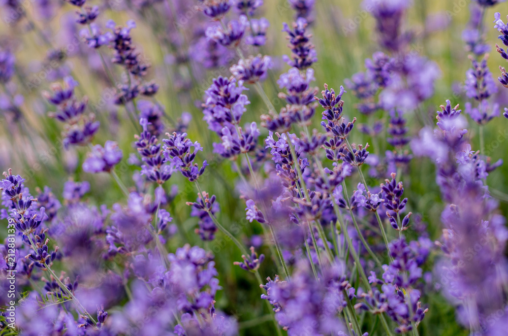 Naklejka premium Purple lavender flowers on meadow