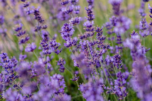 Purple lavender flowers on meadow