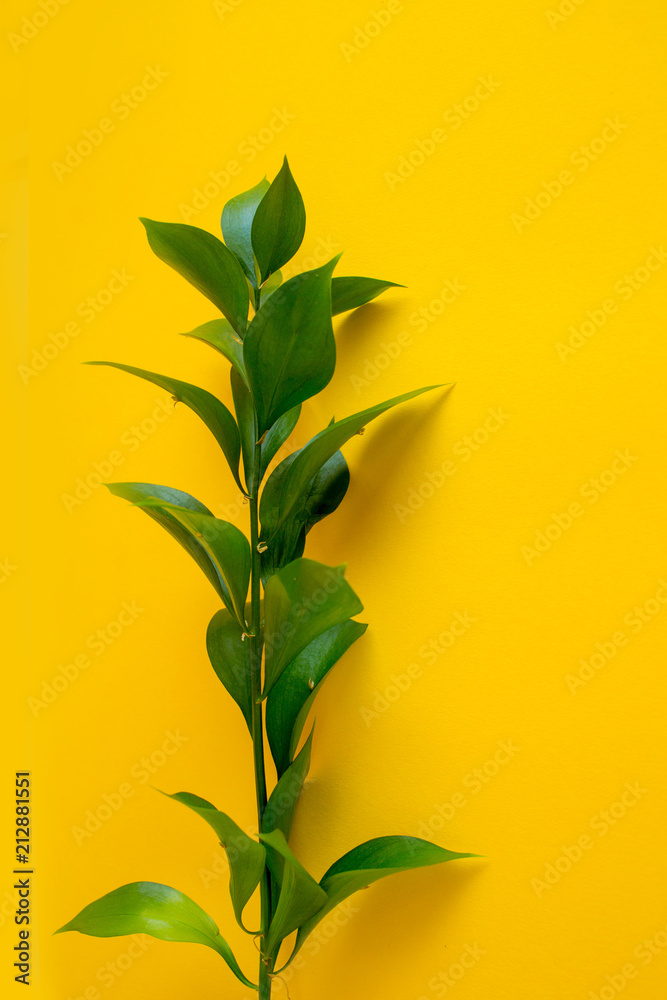 green branch on a yellow background
