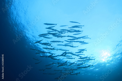 Barracuda fish school in ocean 