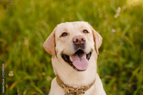 Active  smile and happy purebred labrador retriever dog outdoors in grass park on sunny summer day.