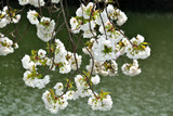 桜、白妙（シロタエ）/染井吉野開花後に咲く早咲きの八重桜。白色は珍しく人気が高い。