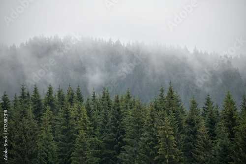 Beautiful panoramic coniferous forest. Firs, larches. Styria mountains, Austria