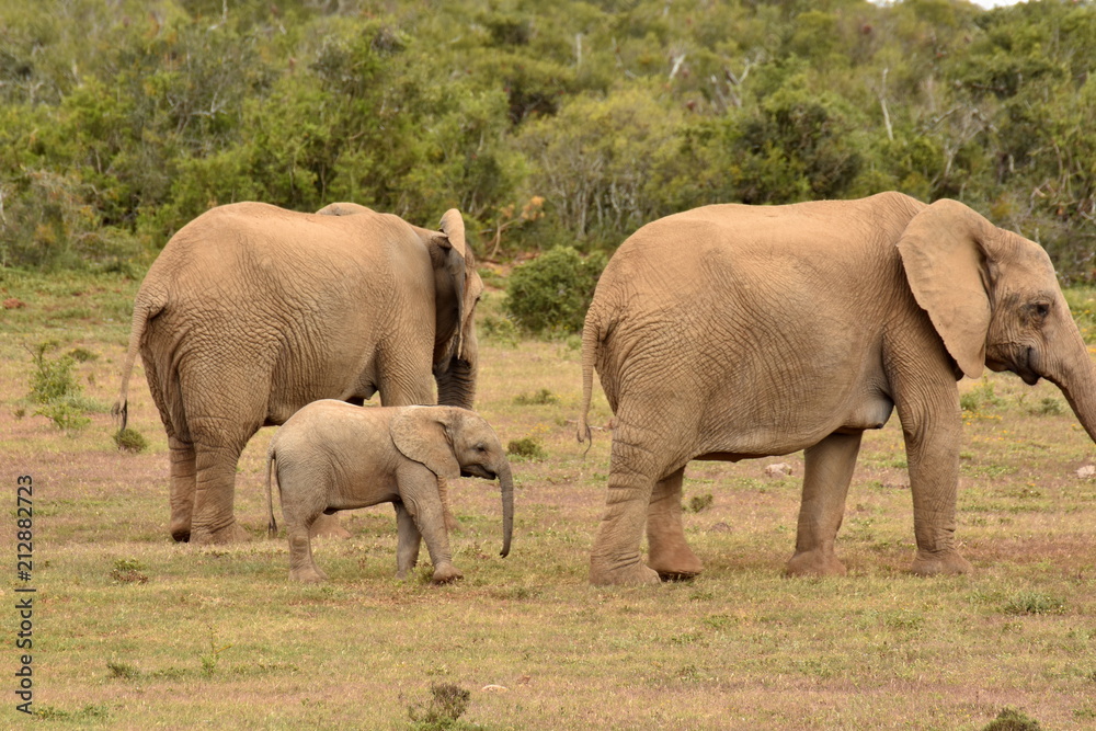 Fototapeta premium Elefant
