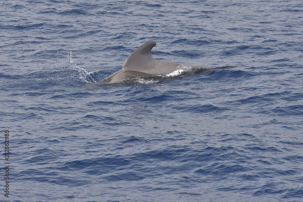 Naklejka premium wal