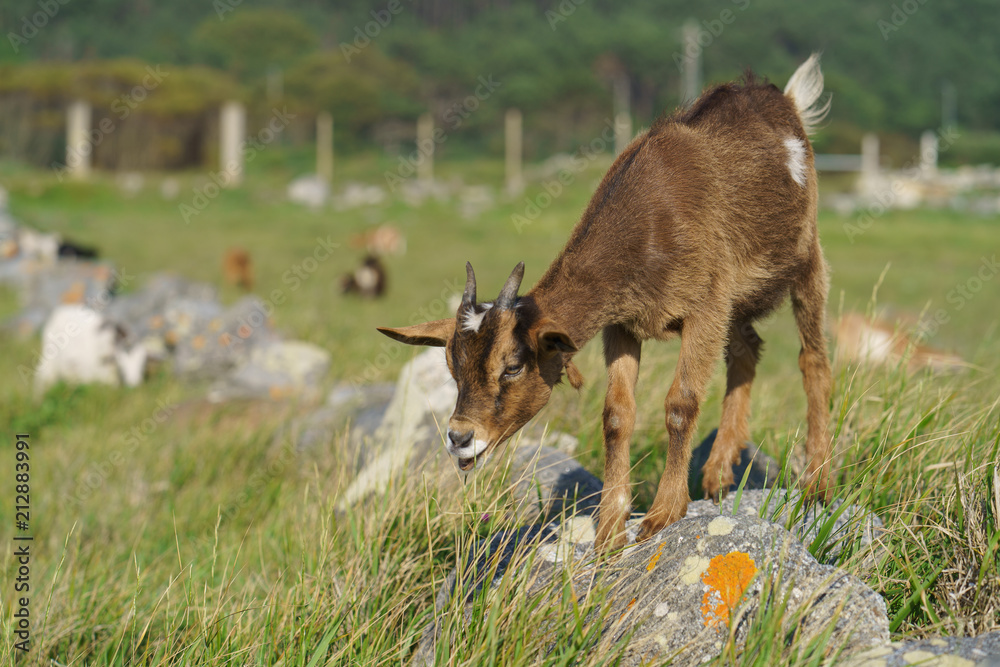 A herd of goats grazing on the green fresh pasture near the ocean at the sunny day A herd of goats grazing on the green fresh pasture near the ocean at the sunny day