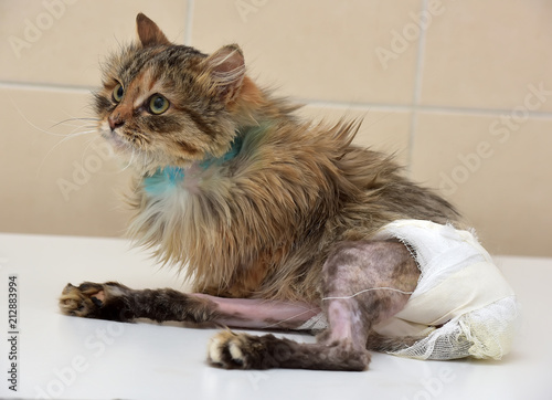 Sick cat who suffered an injury of the spine, causing his paralysis of one limb in diapers photo