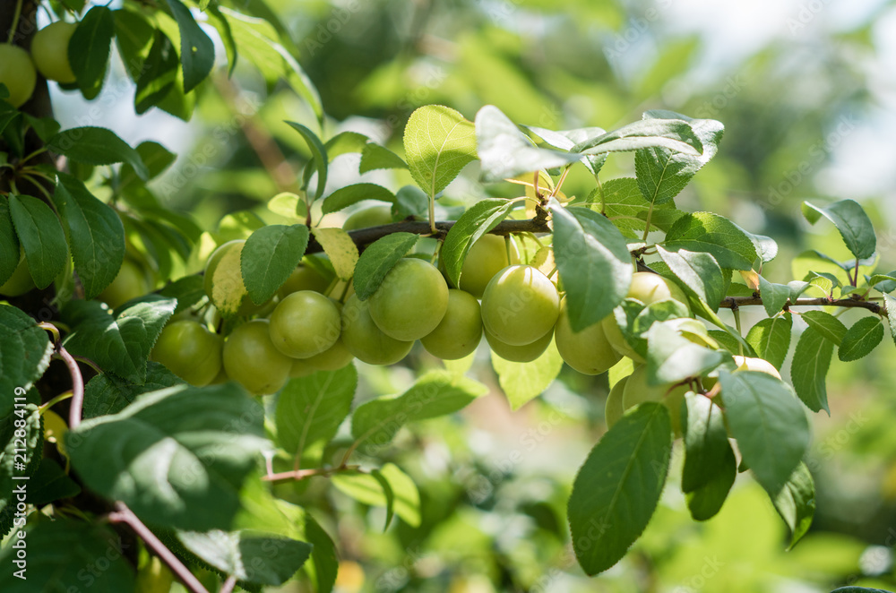 Unripe green plums on the tree