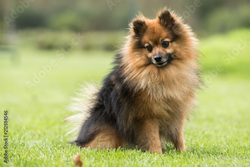 portrait of a Pomeranian Loulou outdoors in belgium