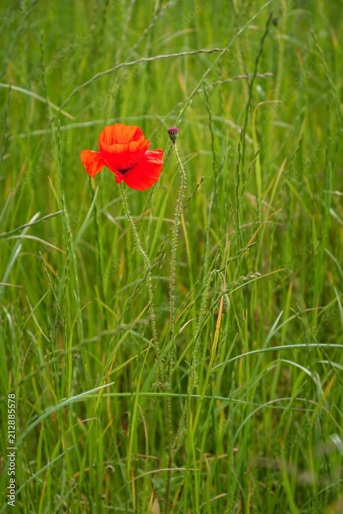Obraz premium Single Poppy Portrait / A poppy field full of red poppies in summer near Corbridge in Northumberland