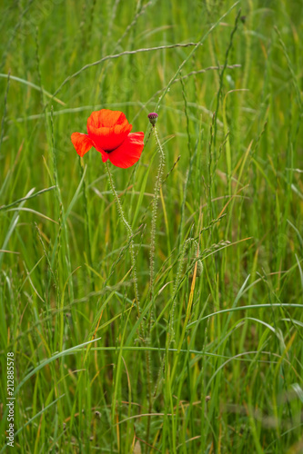 Fototapeta Naklejka Na Ścianę i Meble -  Single Poppy Portrait / A poppy field full of red poppies in summer near Corbridge in Northumberland