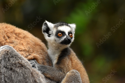 Lemur