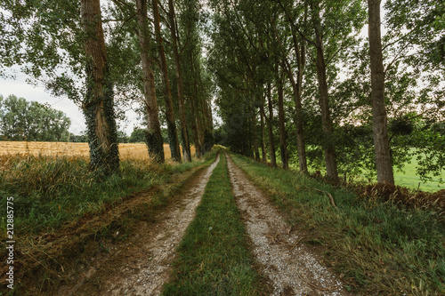 Empty asphalt country road passing through green forests and villages. Summer countryside landscape in the region of Normandy, France. Recreation, nature, holidays, travel and road network concept.