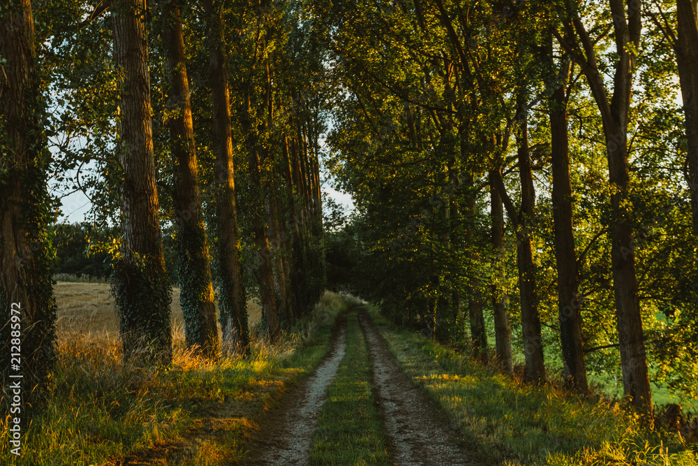 Empty asphalt country road passing through green forests and villages. Summer countryside landscape in the region of Normandy, France. Recreation, nature, holidays, travel and road network concept.