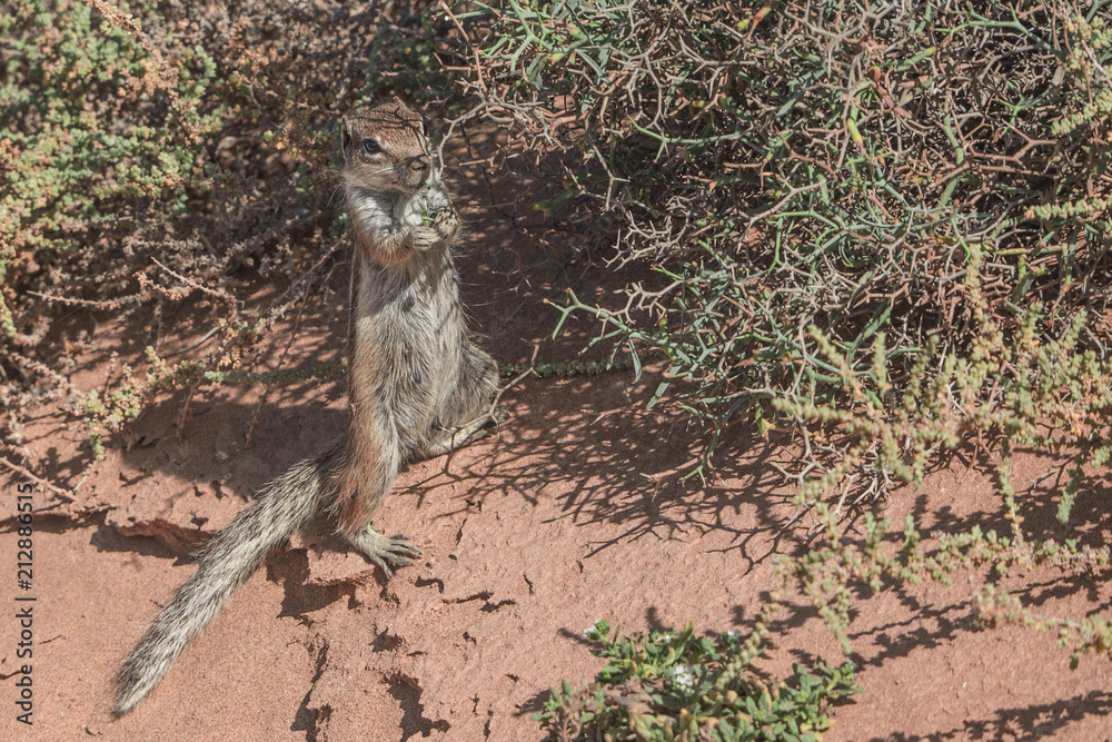 Berber squirrel in a desert area of the island of Fuerteventura while it feeds.Canary islands, Spain