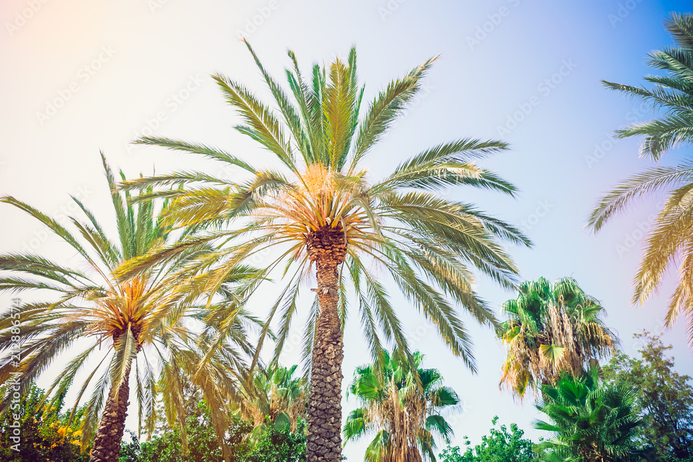 Palm tree landscape on blue sky background. Dates palm tree tops in evening sunlight. Tropical forest banner template with text place. Exotic nature. Selective focus. Copy space.
