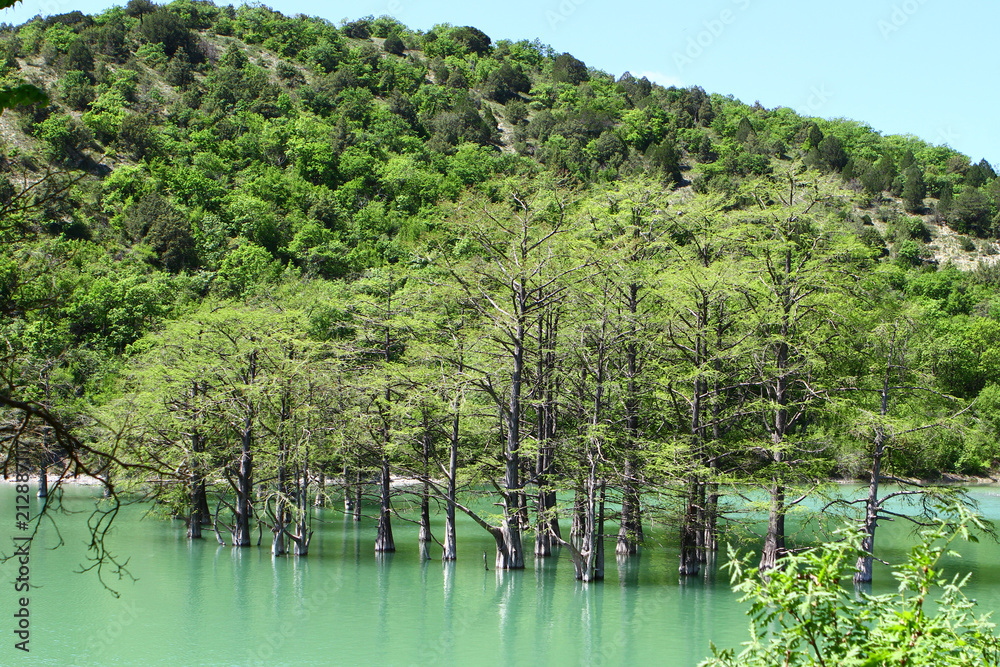 Green cypress trees are growing from lake water at the beach on a forest hill background in summer time Green cypress trees are growing from lake water at the beach on a forest hill background in summer time