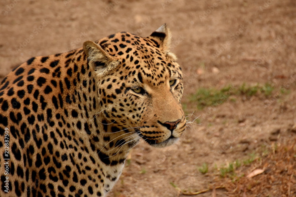 Leopard Leopard