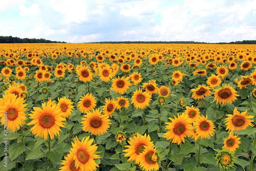 Fototapeta premium summer riot in the field of sunflowers