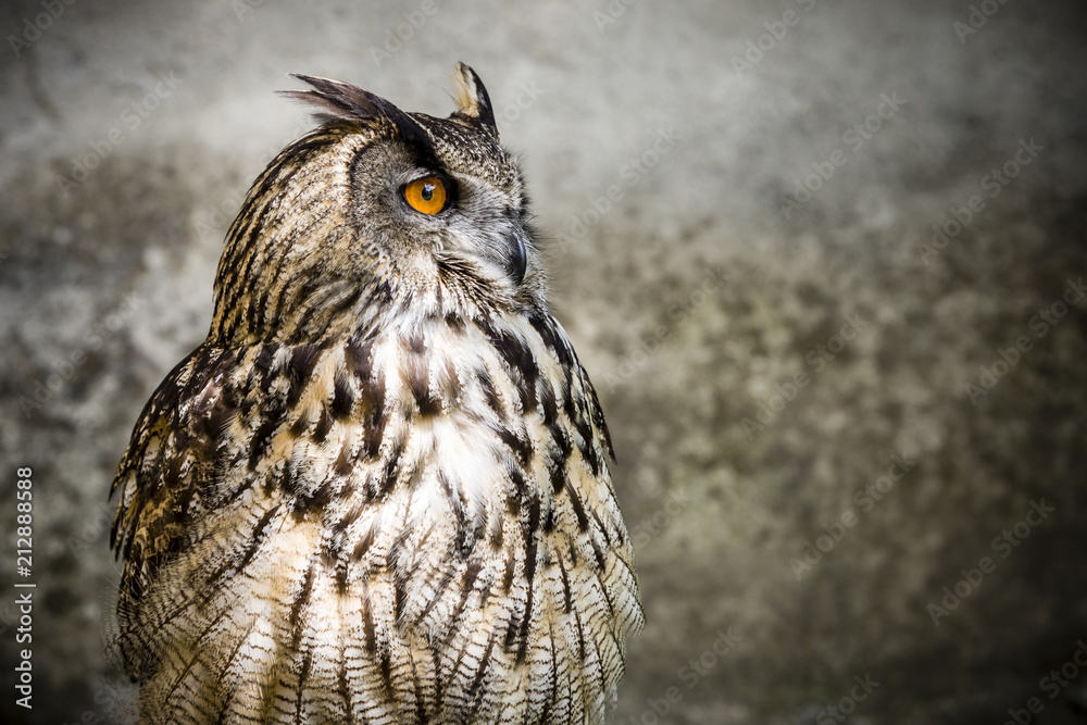 Fototapeta premium Der Uhu - Eule - Wildvogel