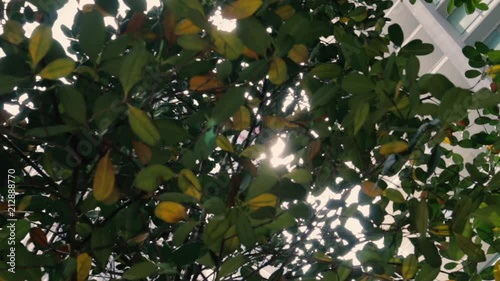 Sun thru the tree filmed @ 6am photo