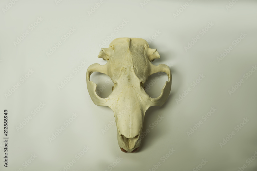 animal beaver scull isolated on white background animal beaver scull isolated on white background
