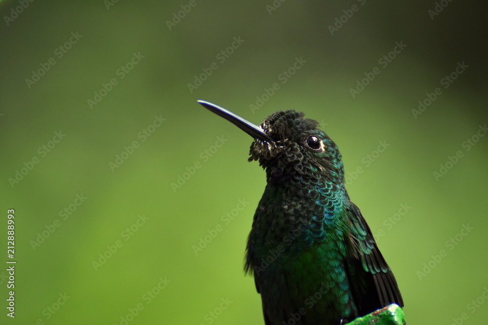 Fototapeta premium Kolibri