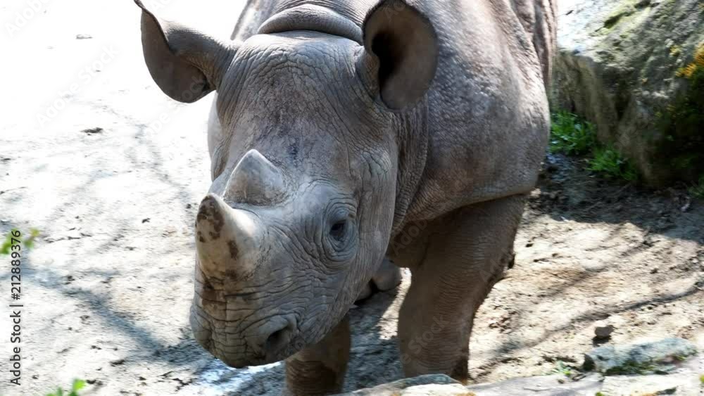 Rhinoceros (Diceros bicornis michaeli) with large horns. Endangered species of rhinoceros. 4k resolution Rhinoceros (Diceros bicornis michaeli) with large horns. Endangered species of rhinoceros. 4k resolution