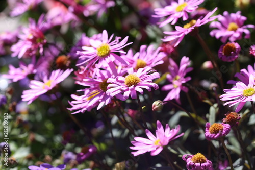 margeriten, lila, blumen, sommer, blüten, Leucanthemum © tina145
