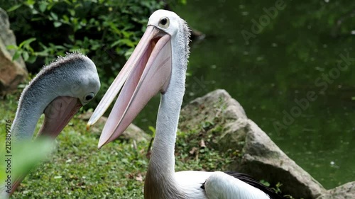 Australian pelicans (Pelecanus conspicillatus) by the water. 4k resolution