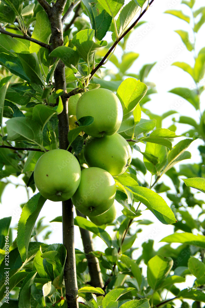 green, apple, tree, fruit, food, garden, branch, apples, nature, agriculture, tomato, leaf, plant, summer, healthy, ripe, tomatoes, leaves, fresh, organic, vegetable, orchard, red, harvest, farm green, apple, tree, fruit, food, garden, branch, apples, nature, agriculture, tomato, leaf, plant, summer, healthy, ripe, tomatoes, leaves, fresh, organic, vegetable, orchard, red, harvest, farm