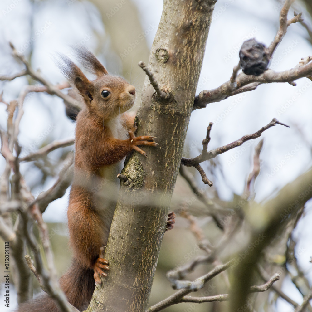 Eichhörnchen (Sciurus vulgaris), auf einem Nussbaum. Eichhörnchen (Sciurus vulgaris), auf einem Nussbaum.